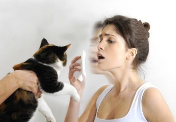 cat-allergies-360x250