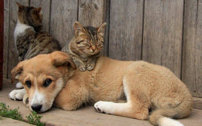 198138-animals-cat-dog-748x468
