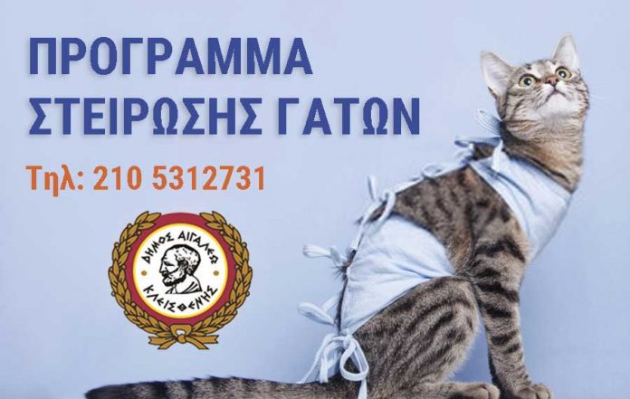Cats-photo